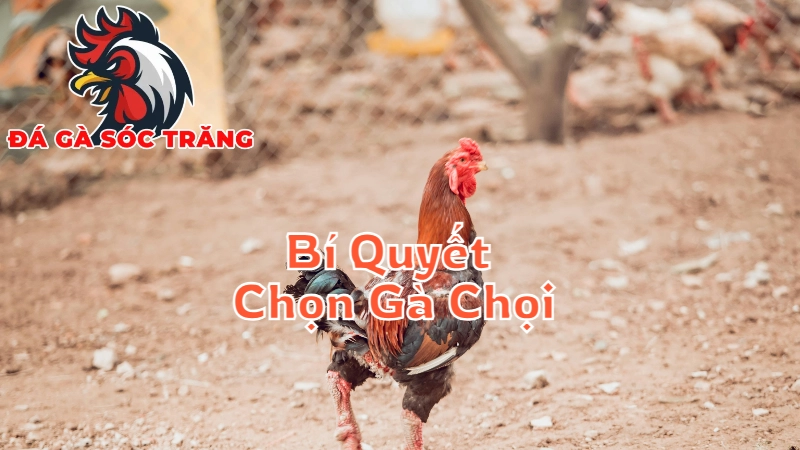 Bí Quyết Chọn Gà Chọi Để Đặt Cược Tại Sóc Trăng