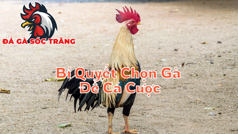 Bí Quyết Chọn Gà Để Cá Cược Thành Công Tại Sóc Trăng 2024