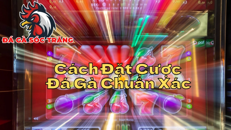 Cách Đặt Cược Đá Gà Chuẩn Xác Tại Sóc Trăng