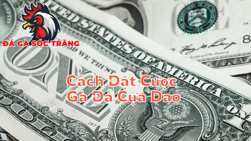 Cách Đặt Cược Gà Đá Cựa Dao Hiệu Quả Tại Sóc Trăng