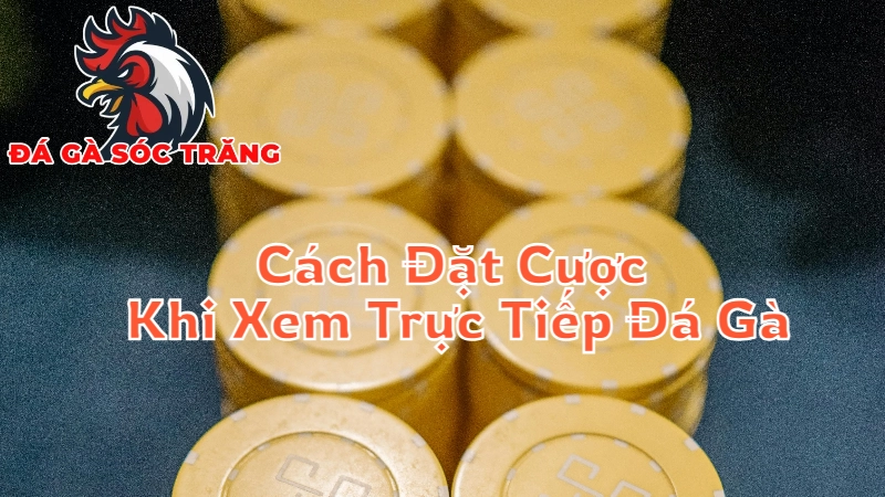 Cách Đặt Cược Khi Xem Trực Tiếp Đá Gà Tại Sóc Trăng 2024