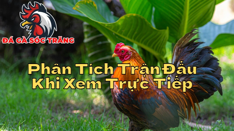 Cách Phân Tích Trận Đấu Khi Xem Trực Tiếp Đá Gà Sóc Trăng 2024