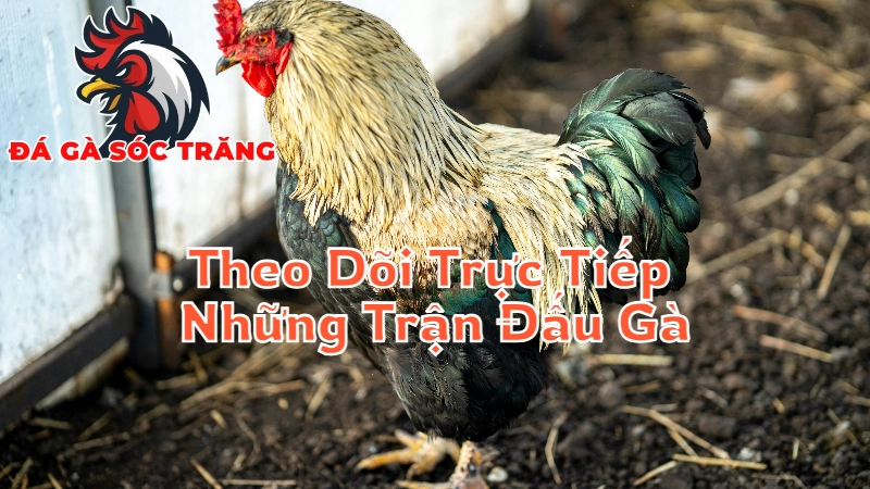 Cách Theo Dõi Trực Tiếp Những Trận Đấu Gà Đỉnh Cao Tại Sóc Trăng