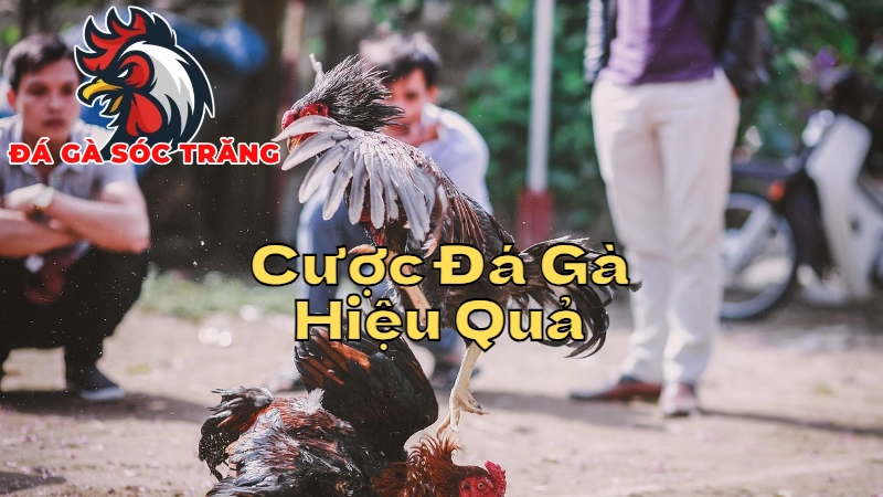 Chiến Thuật Cá Cược Đá Gà Hiệu Quả Tại Sóc Trăng