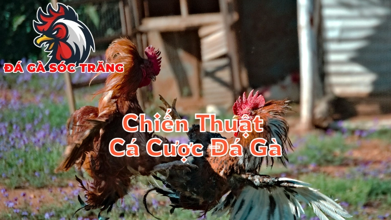 Chiến Thuật Cá Cược Đá Gà Hiệu Quả Tại Sóc Trăng