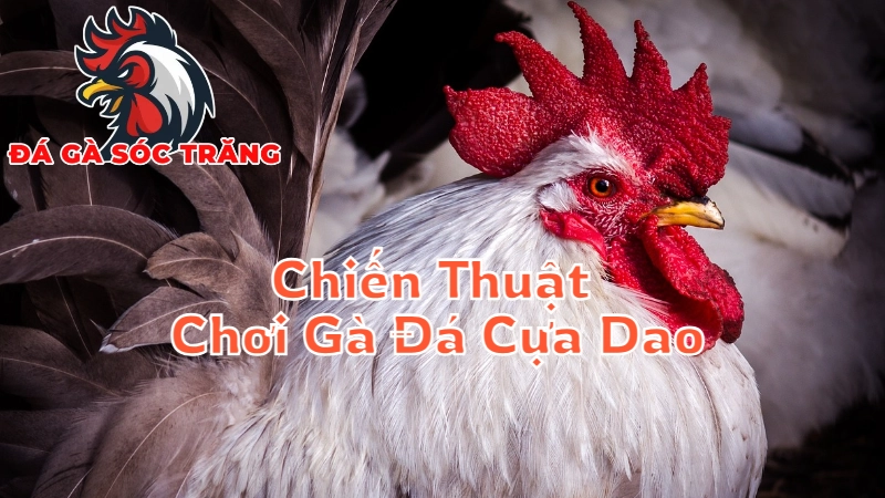 Chiến Thuật Chơi Gà Đá Cựa Dao Để Thắng Lớn Tại Sóc Trăng