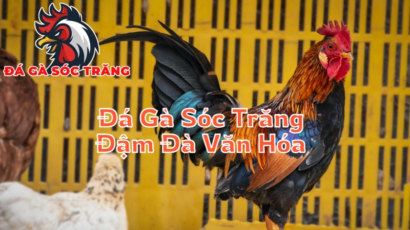 Đá Gà Sóc Trăng - Đậm Đà Văn Hóa Miền Tây Nam Bộ