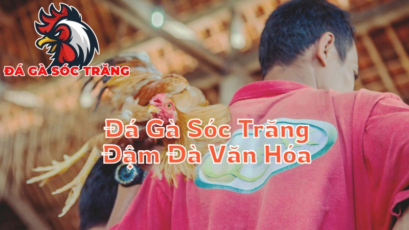 Đá Gà Sóc Trăng - Đậm Đà Văn Hóa Miền Tây Nam Bộ