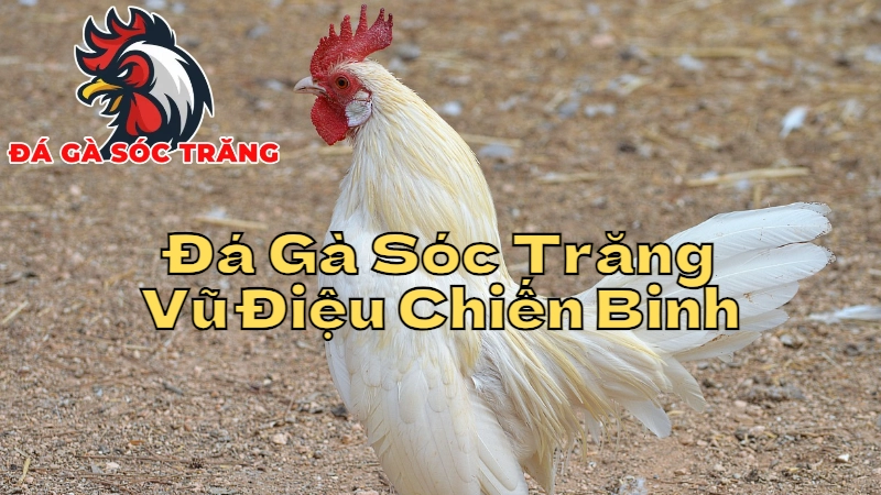 Đá Gà Sóc Trăng - Vũ Điệu Chiến Binh Miền Sông Nước