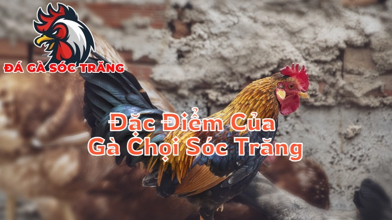 Đặc Điểm Độc Đáo Của Gà Chọi Tại Sóc Trăng