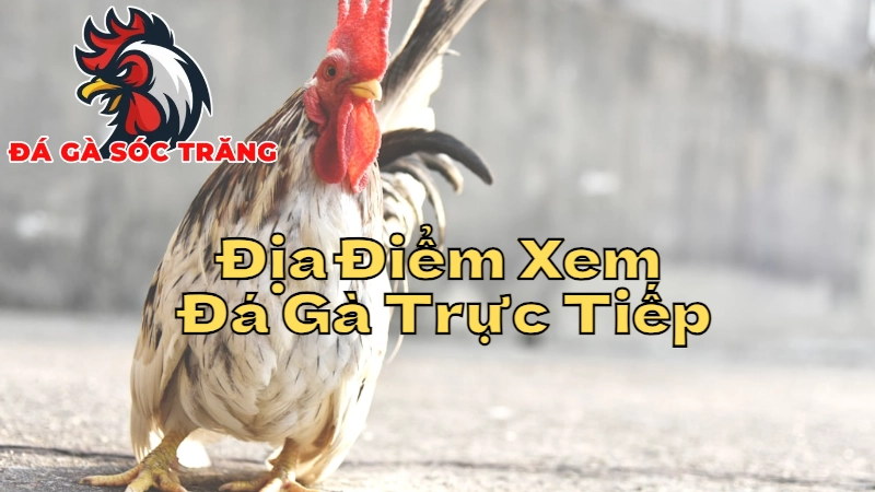 Địa Điểm Xem Đá Gà Trực Tiếp Sóc Trăng Uy Tín