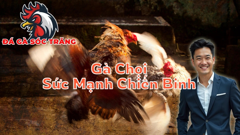 Gà Chọi Sóc Trăng - Sức Mạnh Của Những Chiến Binh Nổi Danh