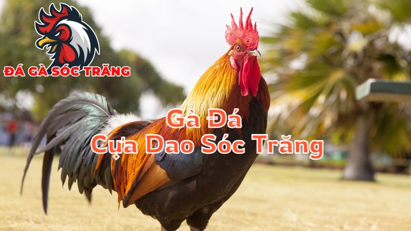 Gà Đá Cựa Dao Sóc Trăng - Vũ Khí Bất Khả Chiến Bại