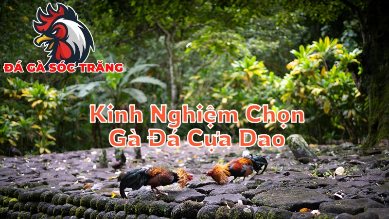 Kinh Nghiệm Chọn Gà Đá Cựa Dao Từ Những Cao Thủ Tại Sóc Trăng