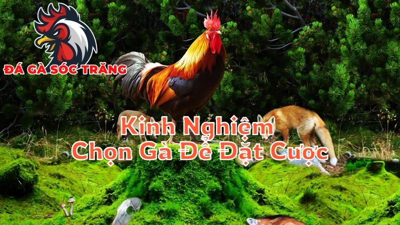 Kinh Nghiệm Chọn Gà Để Đặt Cược Trong Trận Đấu Trực Tiếp 2024