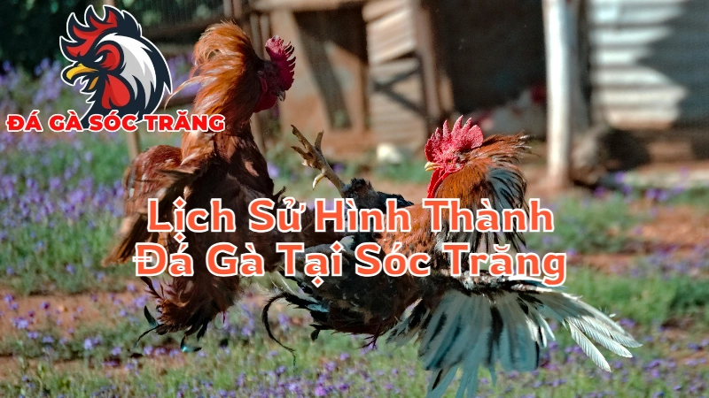 Lịch Sử Hình Thành Đá Gà Tại Sóc Trăng 2024