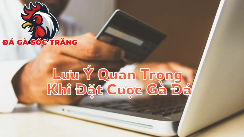 Lưu Ý Quan Trọng Khi Đặt Cược Gà Đá Tại Sóc Trăng