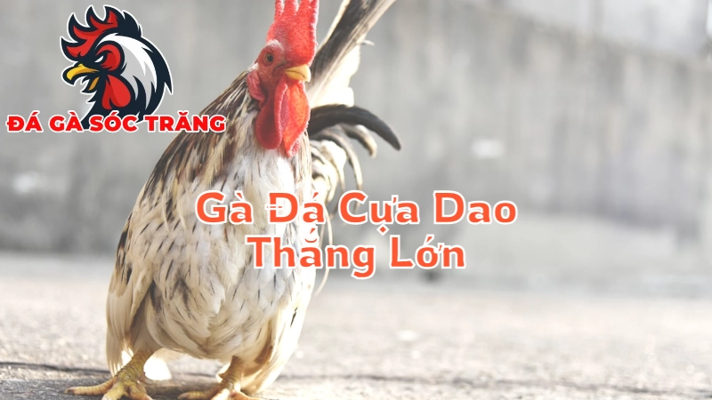 Mẹo Chơi Gà Đá Cựa Dao Để Đạt Thắng Lợi Tại Sóc Trăng 2024