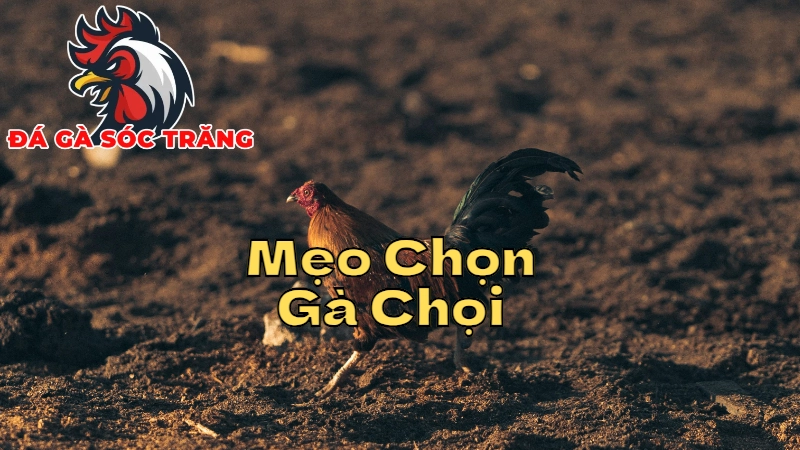 Mẹo Chọn Gà Chọi Để Chiến Thắng Tại Sóc Trăng