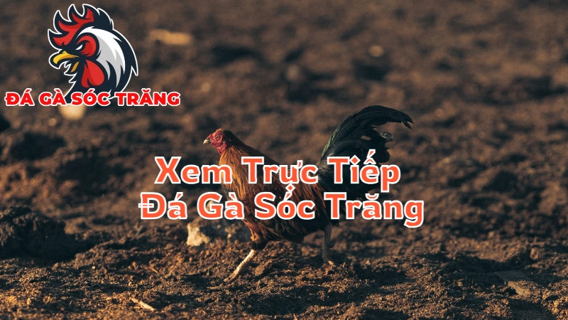 Mẹo Để Xem Trực Tiếp Đá Gà Sóc Trăng Mà Không Bỏ Lỡ Trận Nào