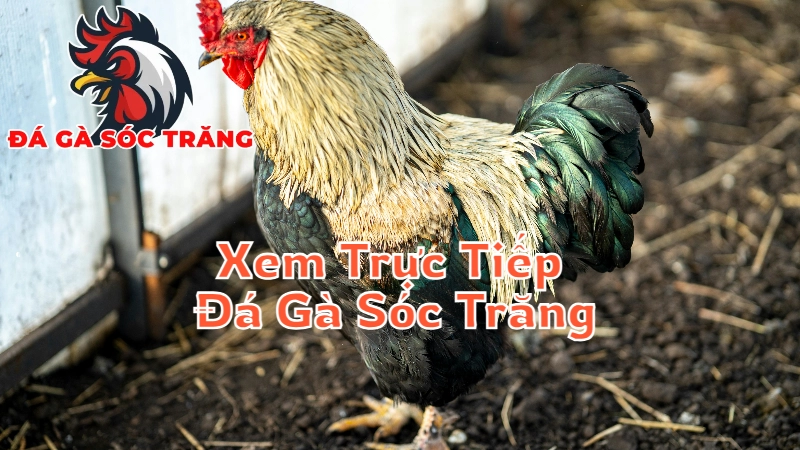 Mẹo Xem Trực Tiếp Đá Gà Sóc Trăng Mà Không Bỏ Lỡ Trận Nào