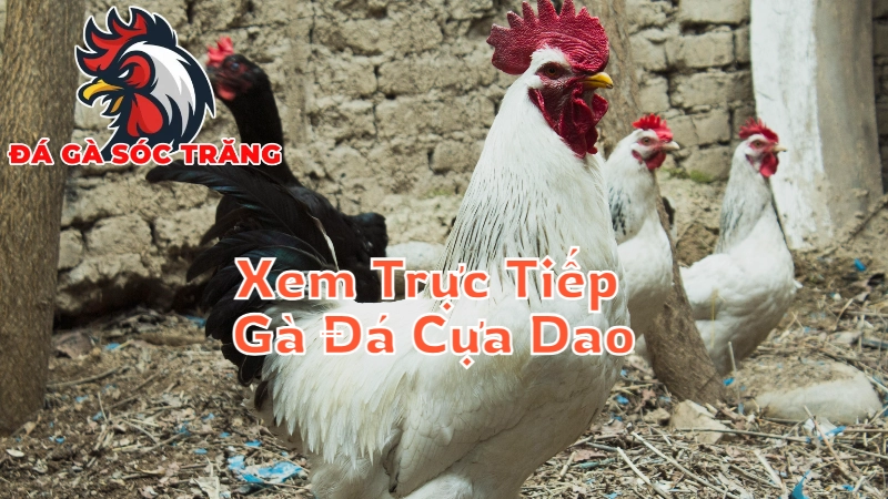 Mẹo Xem Trực Tiếp Gà Đá Cựa Dao Tại Sóc Trăng Để Hiệu Quả