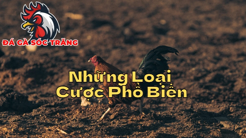 Những Loại Cược Phổ Biến Nhất Khi Cá Cược Đá Gà Sóc Trăng