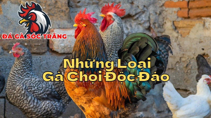 Những Loại Gà Chọi Độc Đáo Chỉ Có Tại Sóc Trăng