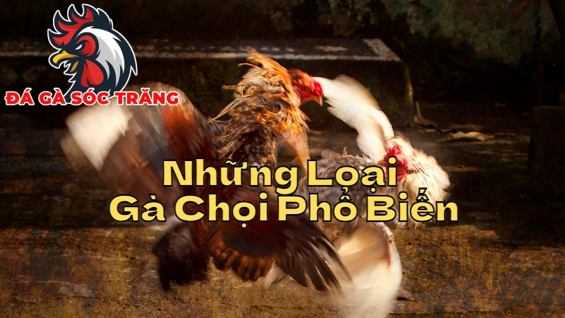 Những Loại Gà Chọi Phổ Biến Và Được Yêu Thích Nhất Tại Sóc Trăng 2024