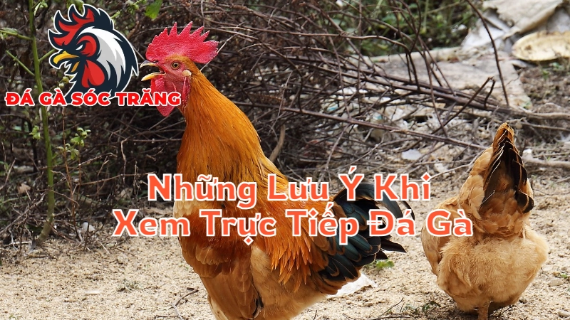 Những Lưu Ý Khi Xem Trực Tiếp Đá Gà Tại Sóc Trăng