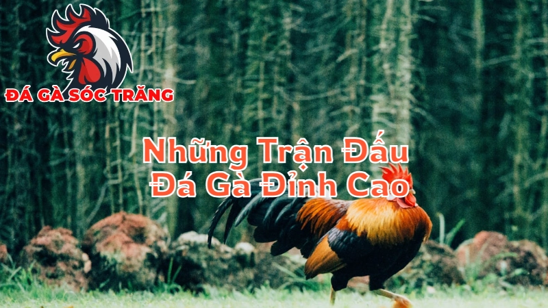 Những Trận Đấu Đá Gà Đỉnh Cao Tại Sóc Trăng 2024