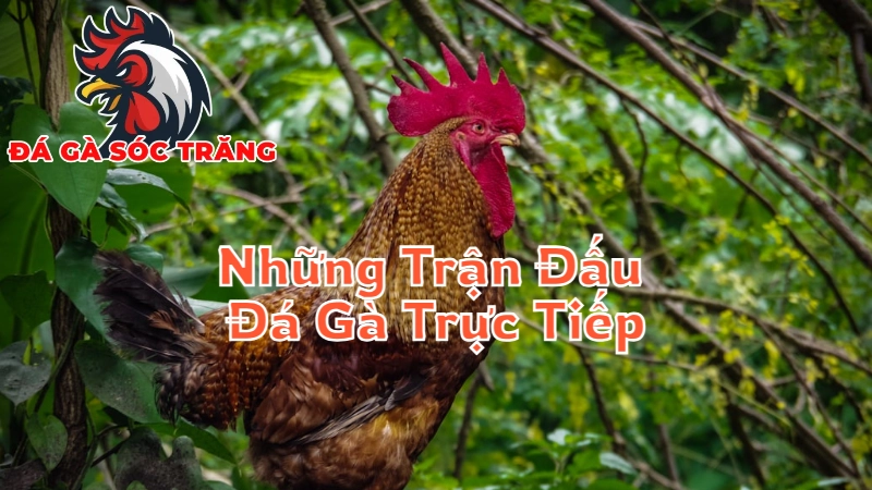 Những Trận Đấu Đá Gà Trực Tiếp Đỉnh Cao Tại Sóc Trăng