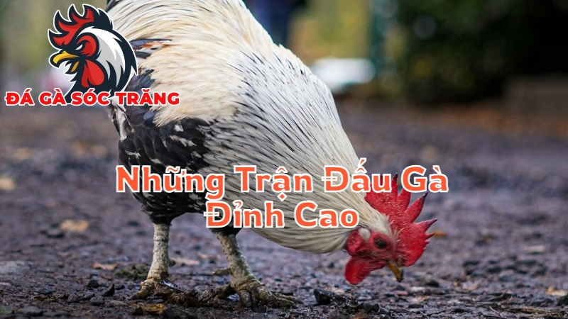 Những Trận Đấu Gà Chọi Đỉnh Cao Tại Sóc Trăng