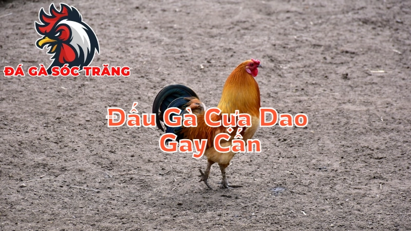 Những Trận Đấu Gà Cựa Dao Gay Cấn Nhất Tại Sóc Trăng 2024