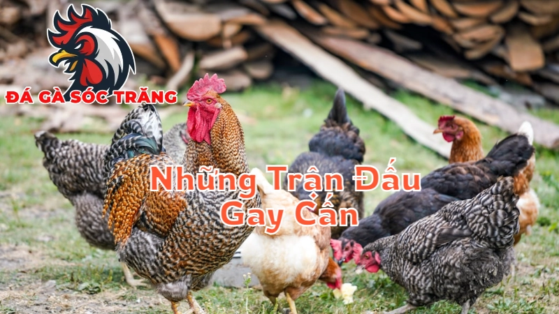 Những Trận Đấu Gay Cấn Không Thể Bỏ Lỡ Tại Sóc Trăng