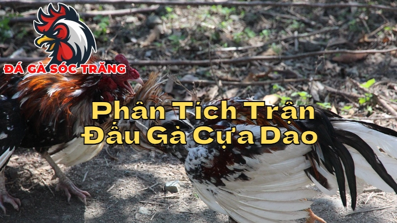 Phân Tích Các Trận Đấu Gà Cựa Dao Để Cá Cược Hiệu Quả 2024