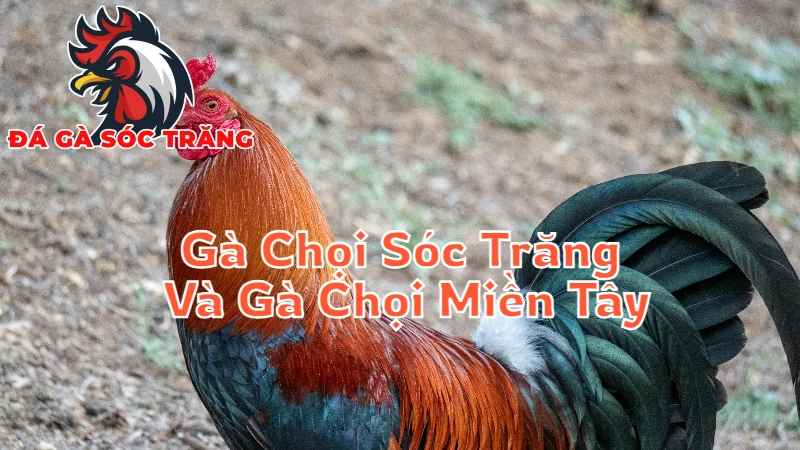 So Sánh Gà Chọi Sóc Trăng Với Gà Chọi Miền Tây 2024