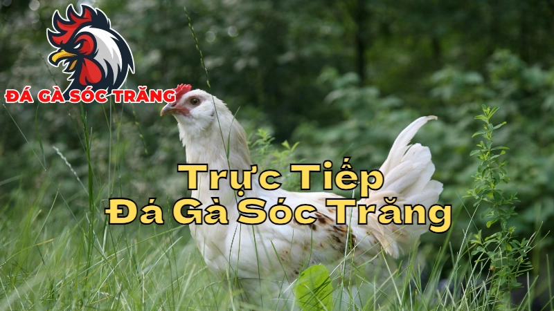 Trực Tiếp Đá Gà Sóc Trăng - Xem Trận Đấu Đỉnh Cao Ngay Hôm Nay